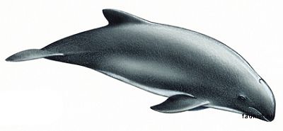 черная морская свинья